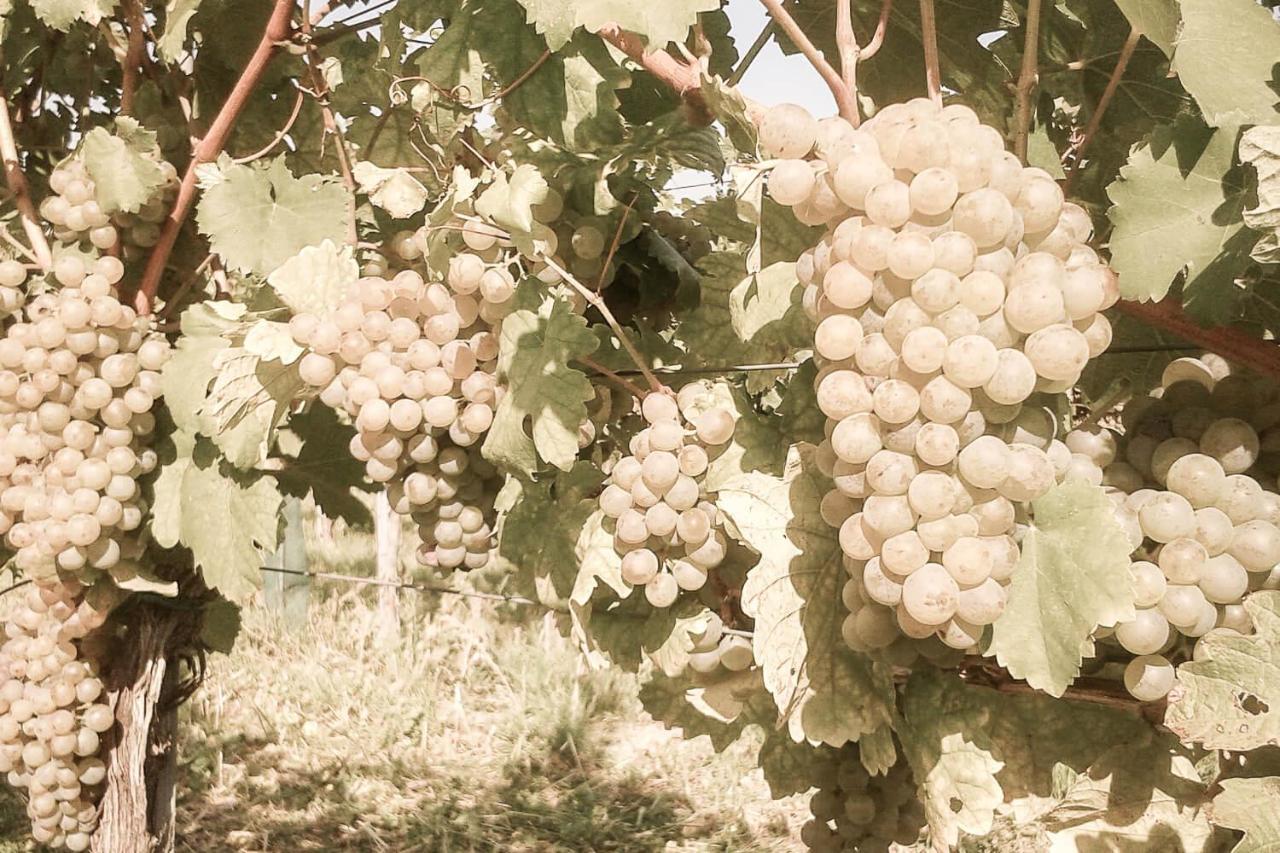 Ferienwohnung Am Weingut Eisenbock Strass  Eksteriør bilde